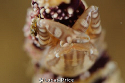 Porcelain Crab shot with a Nikon d300, 105mm lens, and Su... by Lucas Price 
